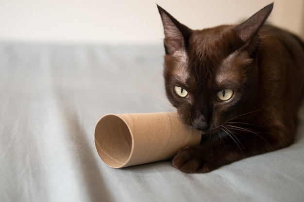 O gato doméstico do gatinho do chocolate está jogando arranhando e morde o rolo de papel de tecido marrom na cama muito concentrado e divertido com unhas