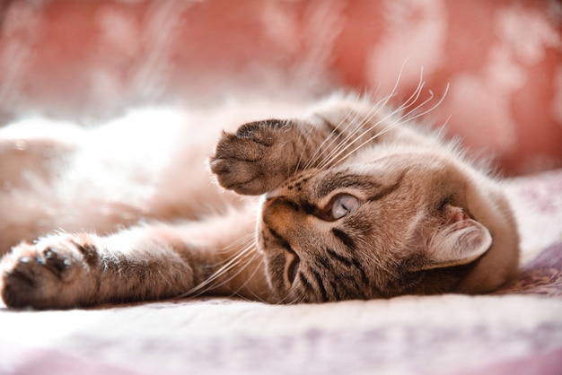 O gato doméstico encontra-se em uma cama e aquece-se abaixo da luz do sol de uma janela