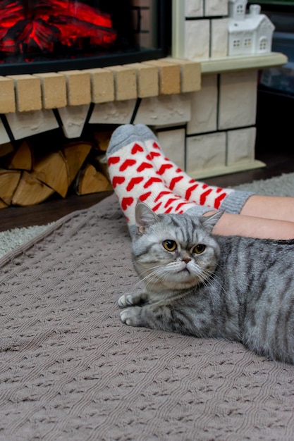 O gato doméstico está nas mãos da dona de casa.