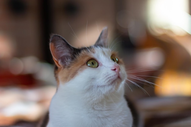 O gato doméstico tricolor com olhos verde-amarelos senta-se dentro de casa e olha para longe. Close-up, foco seletivo.