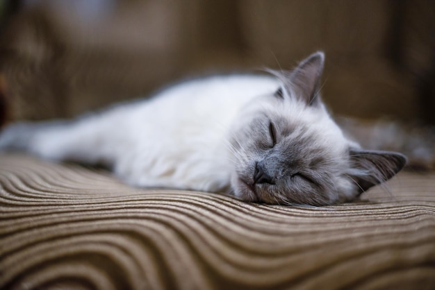 O gato dorme pacificamente e relaxa em um tecido marrom macio Neva mascarado branco com um spa de cópia