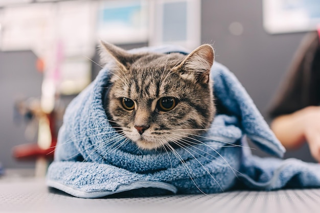 O gato é aquecido em uma toalha