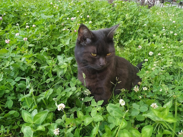 O gato é preto mas os olhos são amarelos Causa e beleza do gato