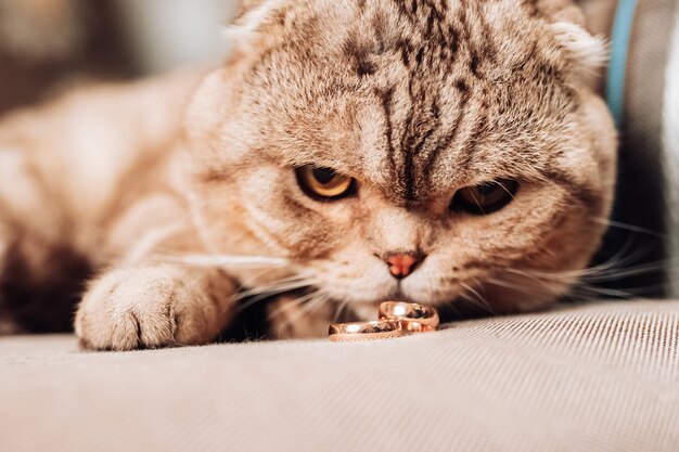 O gato encontra-se em um sofá com alianças