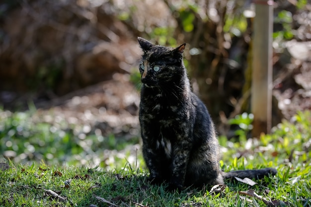 O gato escamoso tem uma pelagem preta e laranja, então também pode ser conhecido como o gato tartaruga