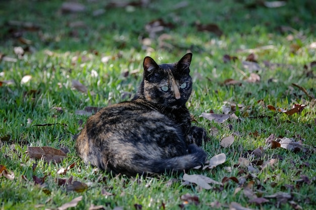 O gato escamoso tem uma pelagem preta e laranja, então também pode ser conhecido como o gato tartaruga