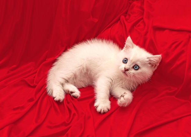 O gato escocês bonito está descansando