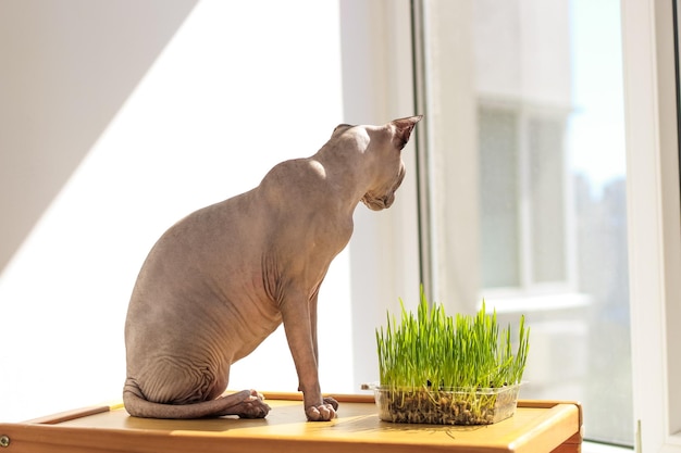 O gato esfinge canadense come grama de trigo germinada para os animais