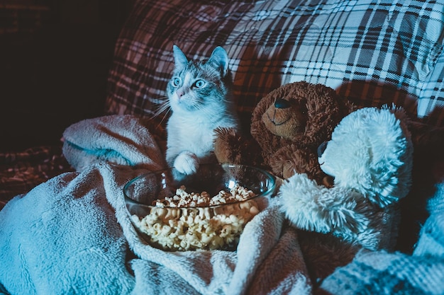 Foto o gato está a ver um filme no sofá.