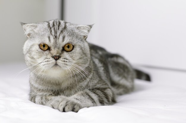 O gato está agachado na cama branca no quarto.