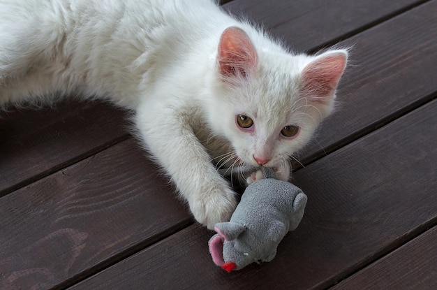 O gato está brincando com um rato de brinquedo