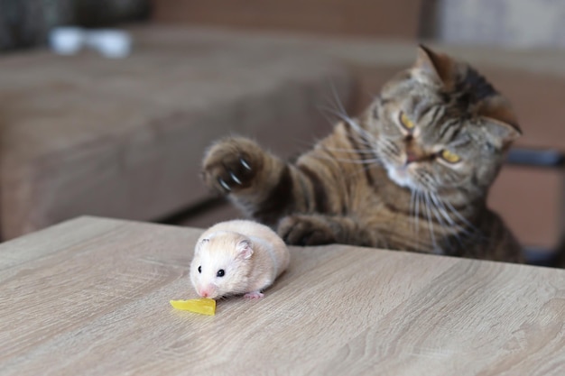 O gato está caçando um hamster o relacionamento dos animais de estimação Animais de estimação engraçados