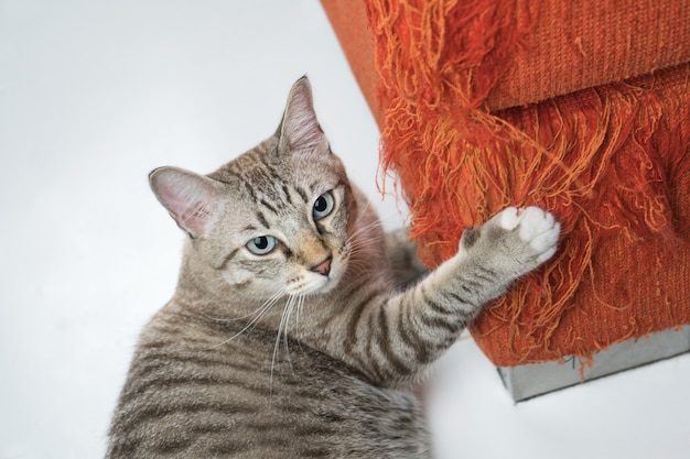 O gato está coçando o sofá da casa.