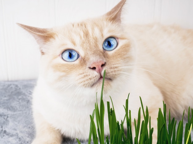 O gato está comendo a grama verde fresca. grama do gato, grama do animal de estimação. tratamento natural de bolas de pêlo.