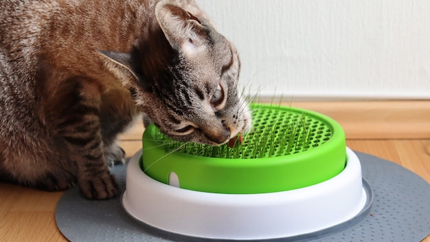 O gato está comendo grama fresca no chão de madeira