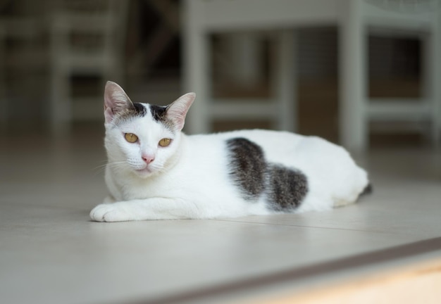 Foto o gato está deitado feliz no chão.