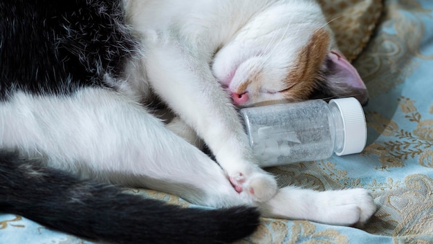 O gato está deitado na cama com a cabeça apoiada contra uma garrafa de remédio.