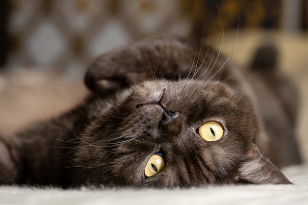 O gato está deitado na cama de barriga para cima