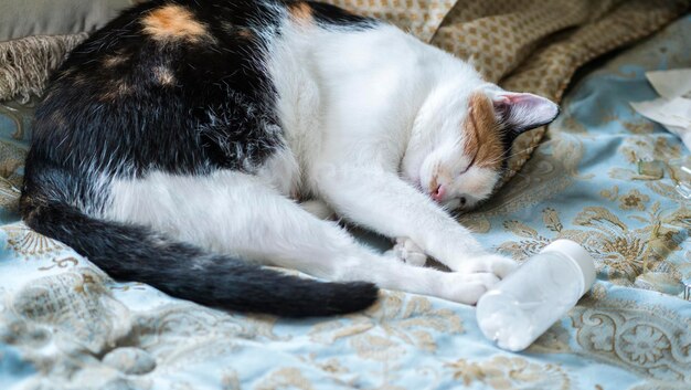 Foto o gato está deitado na cama perto da garrafa com comprimidos para dormir conceito de insônia