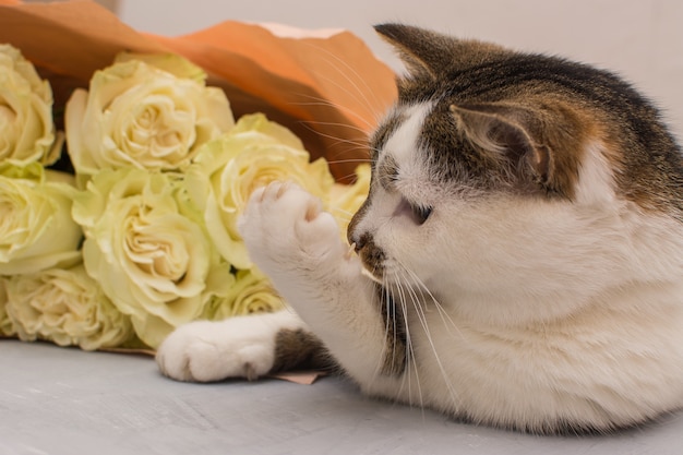 O gato está deitado perto de um buquê de rosas claras.