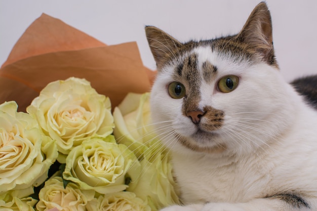 Foto o gato está deitado perto de um buquê de rosas claras.