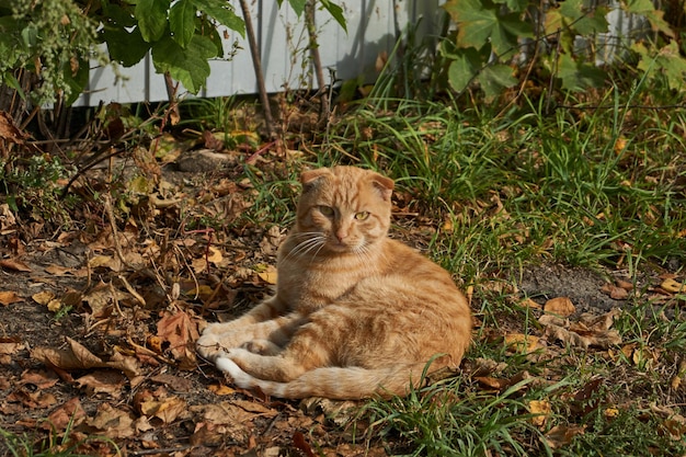 O gato está descansando no quintal e se aquecendo sob os raios do sol de outono.