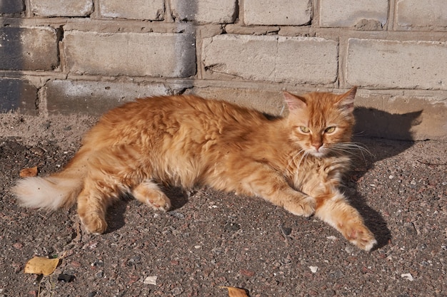 O gato está descansando sob os raios do sol de outono