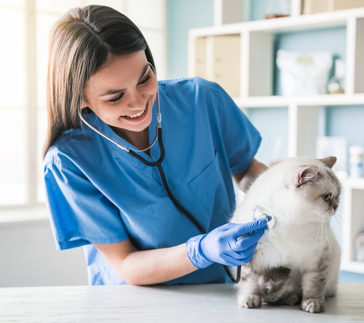 Foto o gato está encontrando-se na tabela quando veterinário novo bonito.