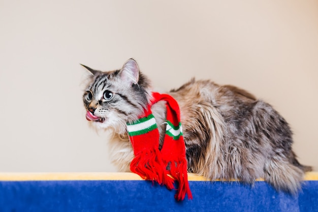 O gato está lambendo e sentado nas costas do sofá