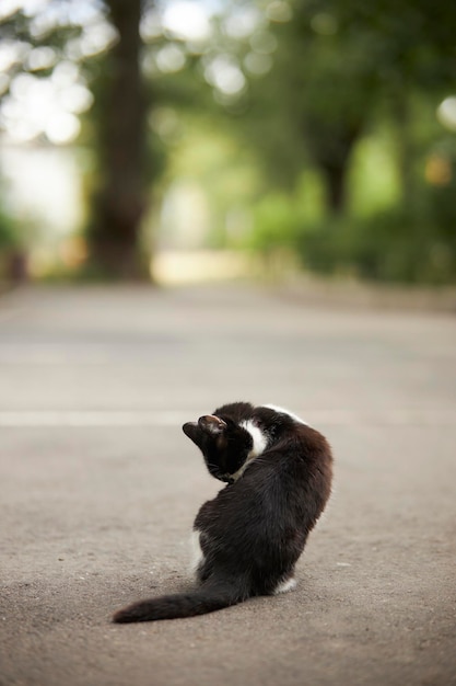 O gato está lambendo na rua Gato de rua Gato no quintal