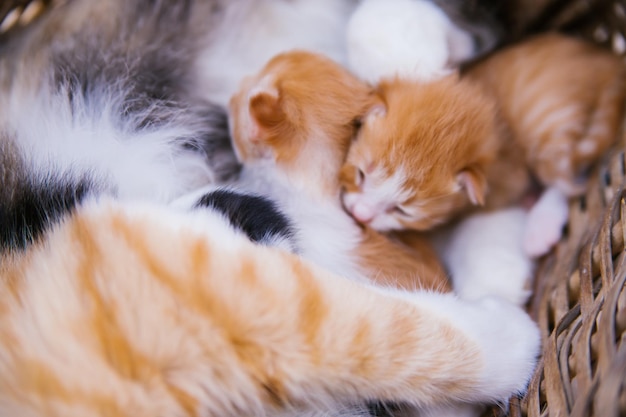 O gato está na cesta e alimenta os gatinhos Gatinhos recém-nascidos Gatinhos em seu habitat natural Animais de estimação