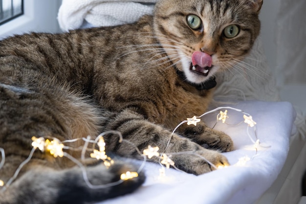 O gato está roendo os fios da guirlanda de LED Hooliganismo de animal de estimação sabotagem danos à decoração Perigo para o animal choque elétrico Natal Ano Novo