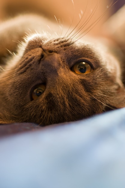 O gato está se aquecendo na cama.