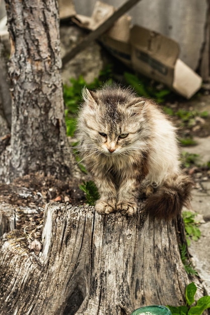 O gato está sentado na rua o gato doméstico foi passear no jardim o gato posa