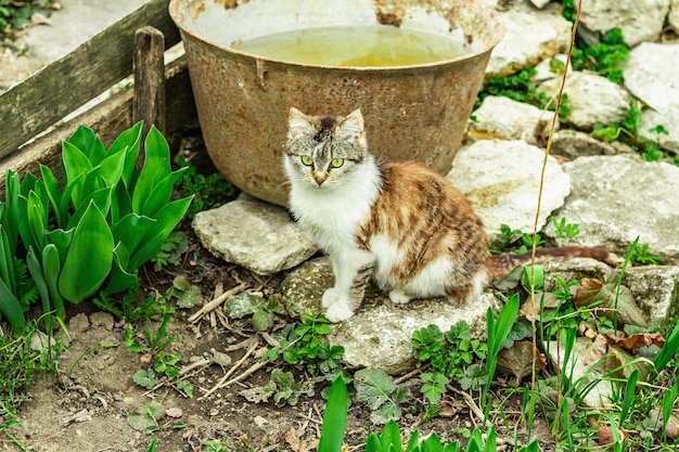 O gato está sentado na rua O gato doméstico foi passear no jardim O gato posa