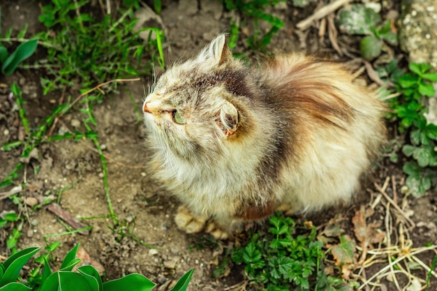 O gato está sentado na rua o gato doméstico foi passear no jardim o gato posa