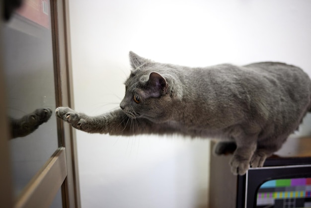 O gato está tentando abrir a janela de vidro sozinho.