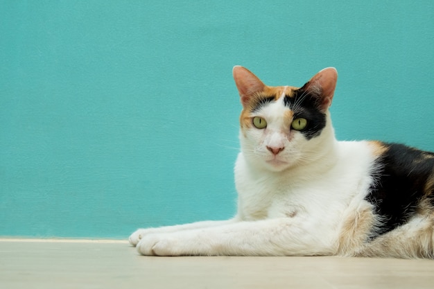 Foto o gato estava olhando para frente.