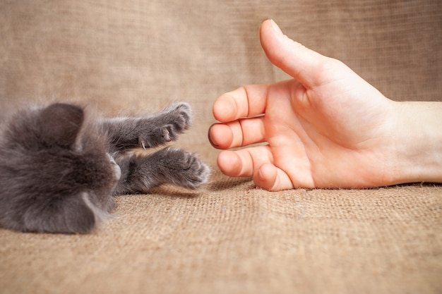 O gato estende uma pata para um homem amizade amor animal de estimação Gatinho confia em um homem amizade