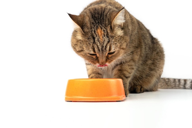 O gato fica feliz em comer comida de uma tigela sobre um fundo branco.