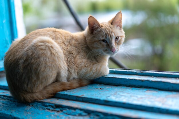 O gato fica perto da janela aberta