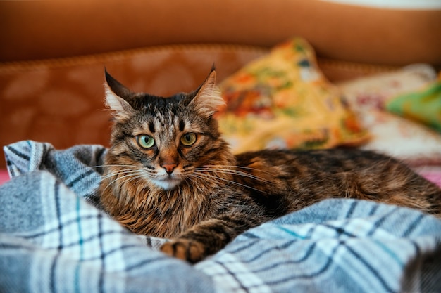 O gato fofo desvia o olhar e se deita em um cobertor macio. olhos verdes grandes e bigode comprido. um animal de estimação.