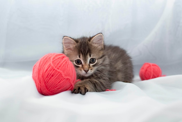 O gato fofo está brincando com uma bola de fios rosa. curioso gatinho  deitado em cima