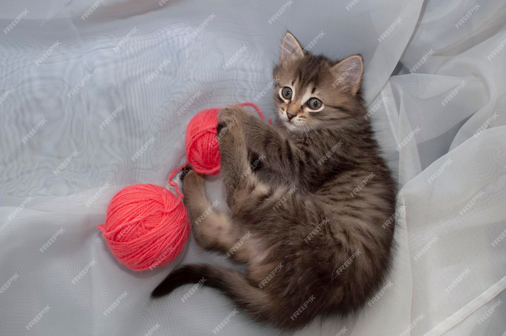 O gato fofo está brincando com uma bola de fios rosa. curioso gatinho  deitado em cima de um cobertor branco e olhando para a câmera. jogos com  animais de estimação. fios de tricô. brinquedos publicitários para gatos.