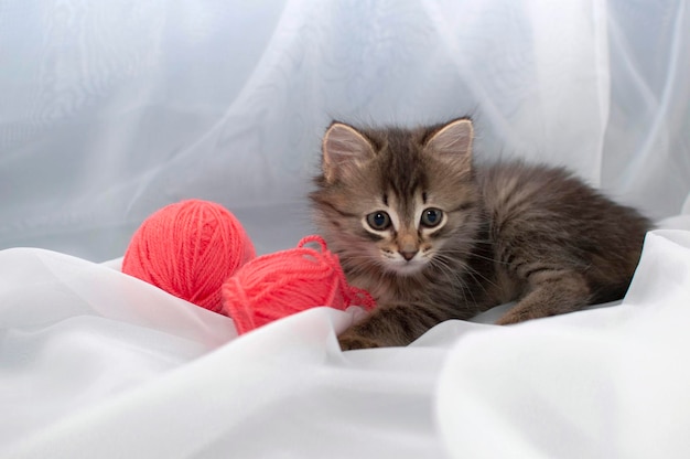 O gato fofo está brincando com uma bola de fios rosa. Curioso gatinho deitado em cima de um cobertor branco e olhando para a câmera. Jogos com animais de estimação. Fios de tricô. Brinquedos publicitários para gatos.