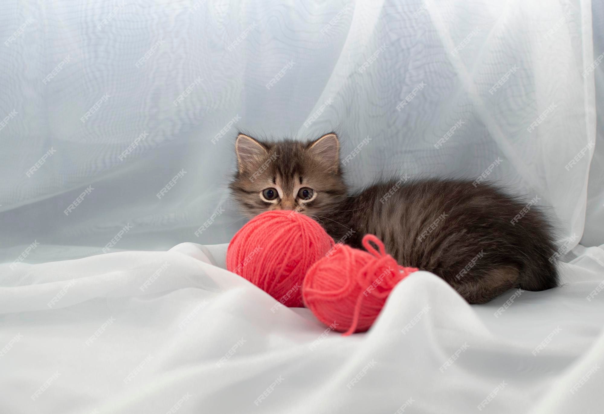 O gato fofo está brincando com uma bola de fios rosa. curioso