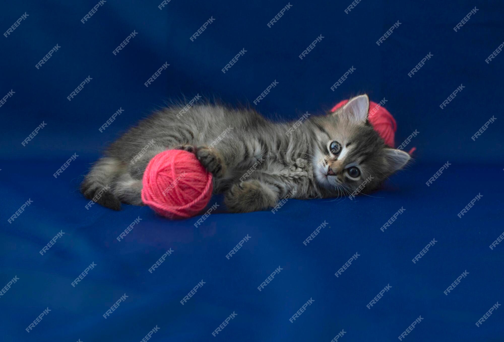 O gato fofo está brincando com uma bola de fios rosa. um gatinho curioso  deitado sobre um fundo azul, olhando para a câmera. jogos com animais de  estimação. brinquedos publicitários para gatos.