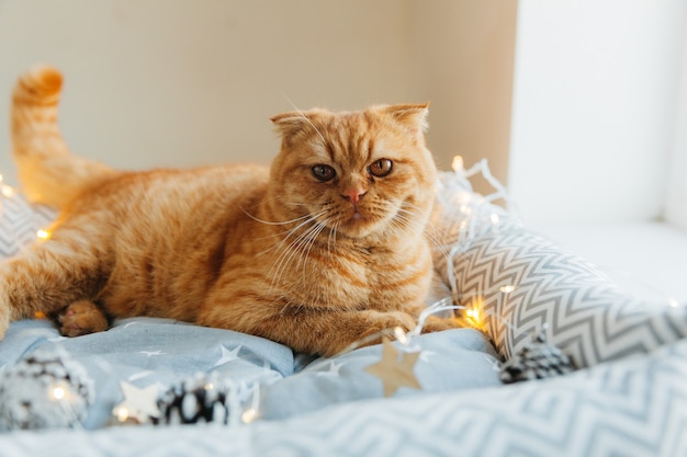 O gato Ginger está deitado em sua cama, decorada com luzes de ano novo. conceito de ano novo e natal.