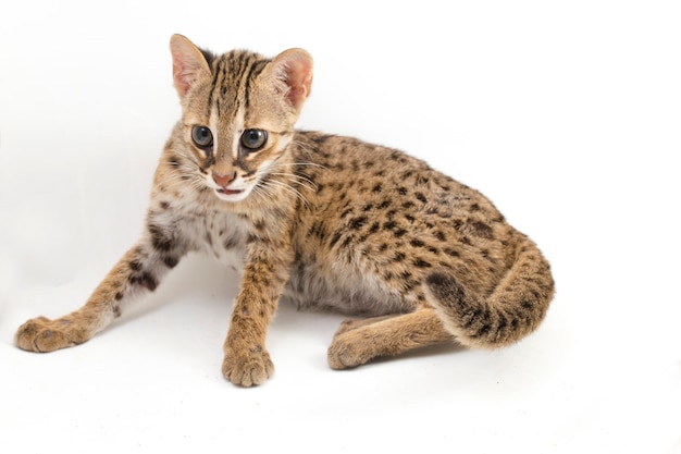 O gato leopardo asiático isolado no branco