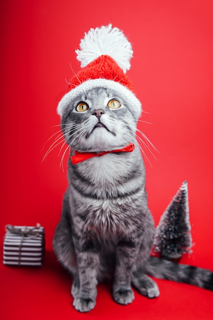 O gato malhado cinzento veste o chapéu de Santa no fundo vermelho.